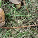 Quercus robur gland pedoncule